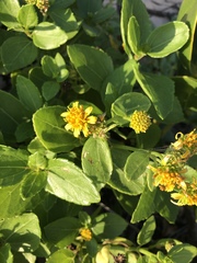 Wollastonia biflora