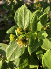 Wollastonia biflora