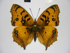 Catacroptera cloanthe cloanthe