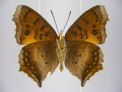 Catacroptera cloanthe cloanthe
