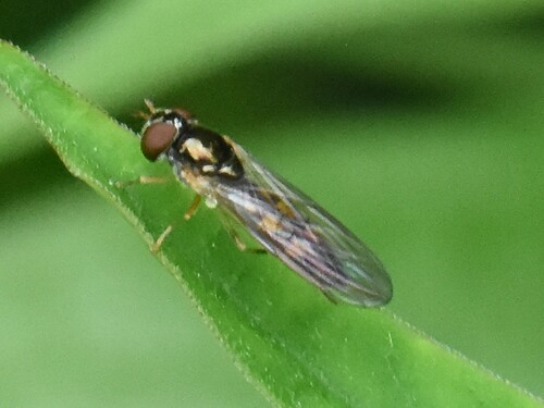 Ladder-backed Hover Fly, Groesbeek, Nieuweweg 65, Nederland, photo 8 of 10