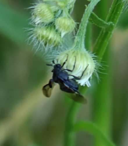 Ripiphorus fasciatus photo 5