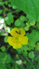 Micropterix calthella