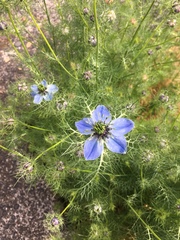 Nigella