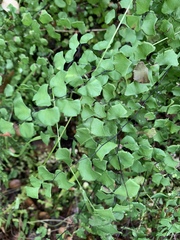 Adiantum jordanii image