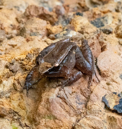 Limnonectes magnus observed 2024-06-15