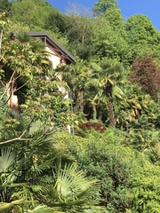 Trachycarpus fortunei