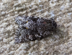 Lacinipolia cuneata