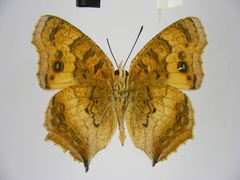 Catacroptera cloanthe cloanthe