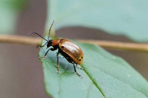 Gallerucida gebieni