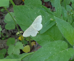 Scopula floslactata