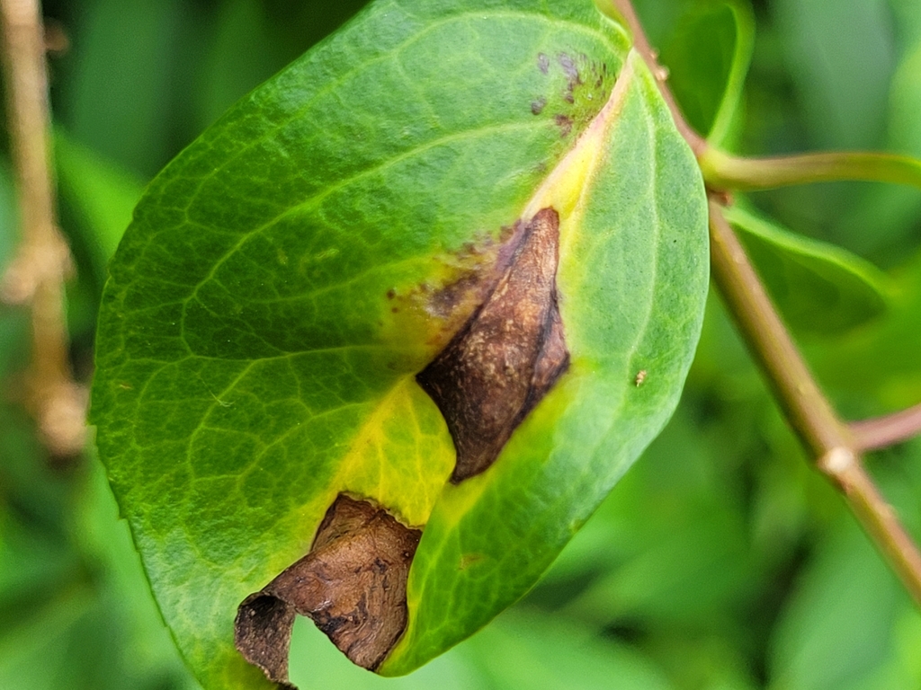 Boeremia exigua