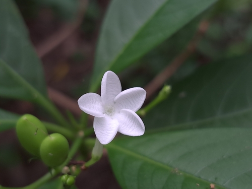 Image of Rauvolfia verticillata by (c) vrxz, some rights reserved (CC BY-SA)