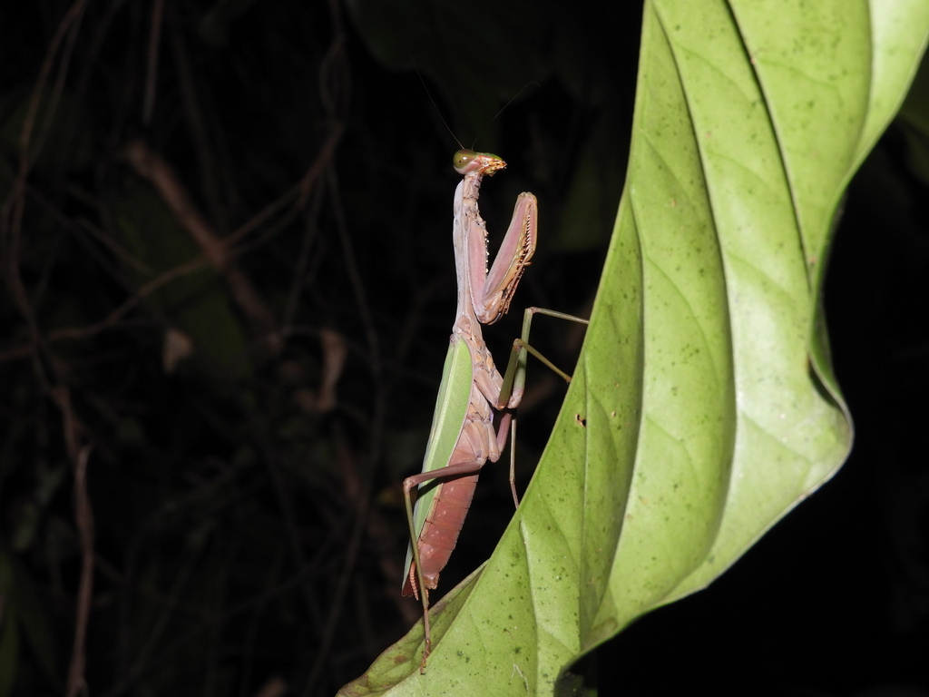 Hierodula atrocoxata