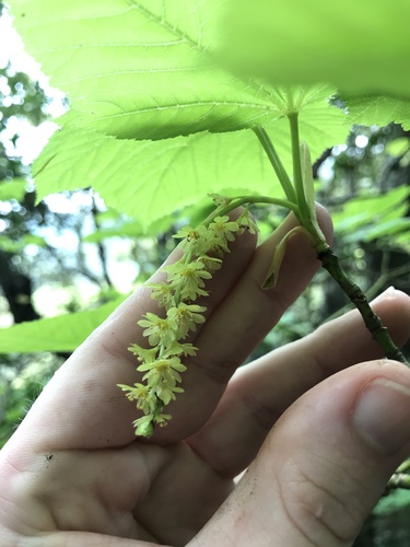 Image of Acer rufinerve by no rights reserved