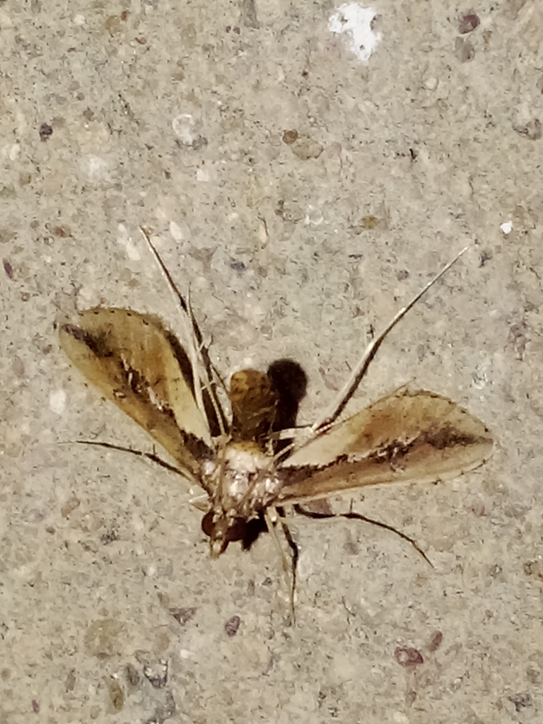 Ercta vittata