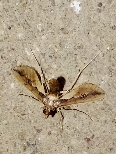 Ercta vittata