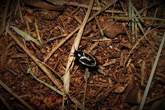 Phyllodromica marginata