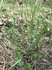 Galium mollugo