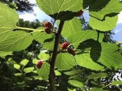 Morus nigra