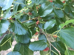 Morus nigra