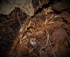 Reticulitermes balkanensis