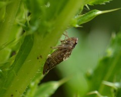 Lystridea