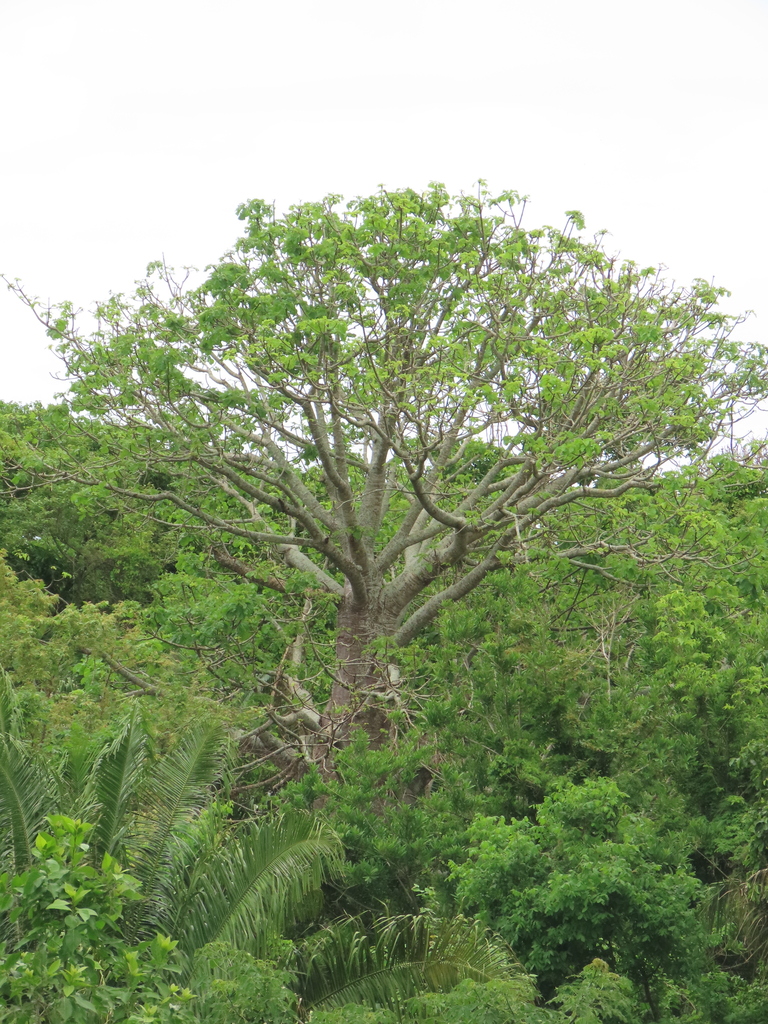 canoe tree in May 2024 by Mateo Hernandez Schmidt · iNaturalist