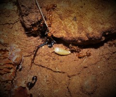 Proatelurina pseudolepisma