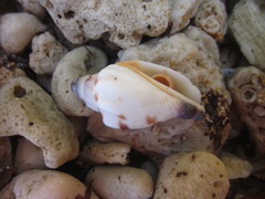 Ministrombus variabilis