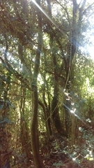 Aextoxicon punctatum