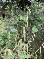 Clarkia unguiculata
