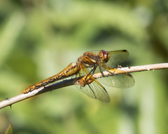 Sympetrum madidum
