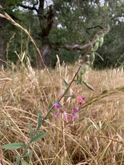 Clarkia unguiculata