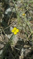 Linum rupestre