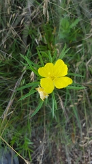 Oenothera berlandieri