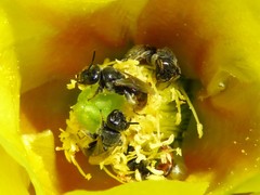 Macrotera