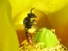 Macrotera
