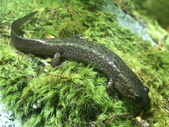 Desmognathus kanawha