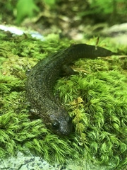 Desmognathus kanawha