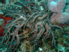 Klyxum