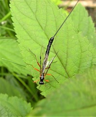 Dolichomitus imperator