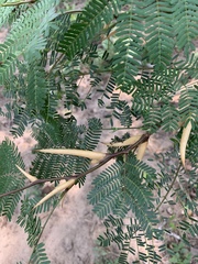 Vachellia cornigera