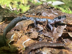 Plethodon yonahlossee