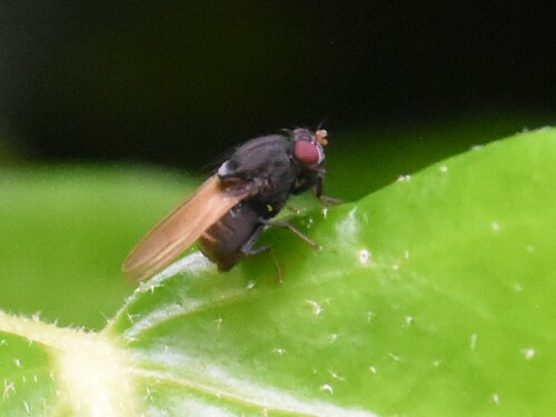 Minettia longipennis, Groesbeek, Nederland, photo 2 of 10
