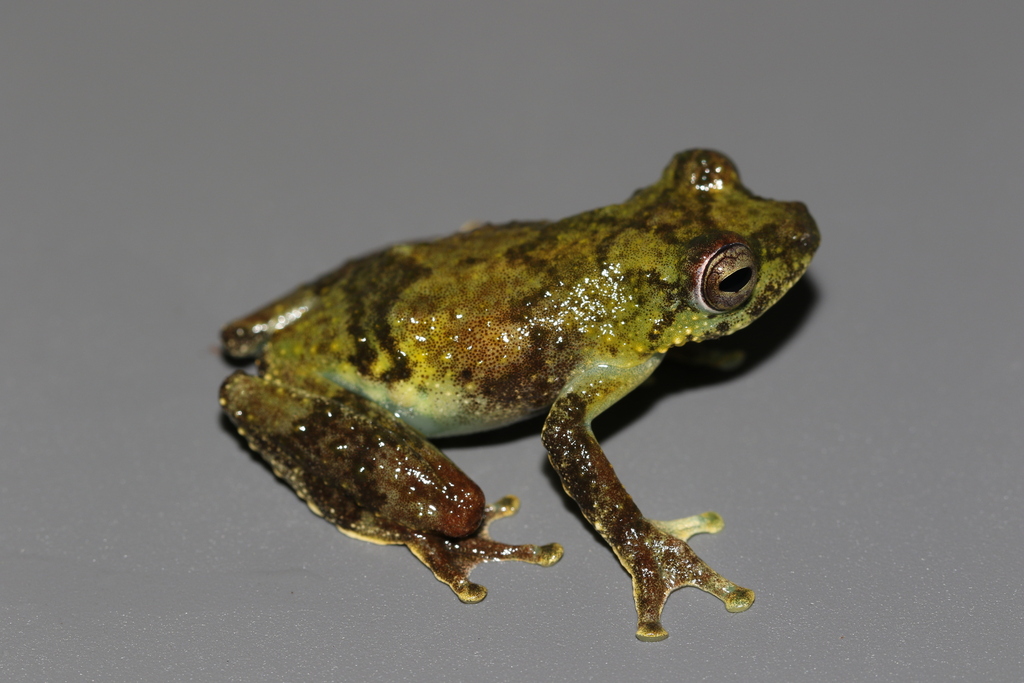 Hyperolius hypsiphonus