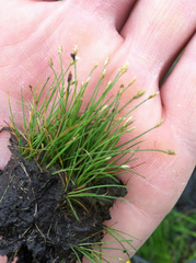Eleocharis parvula