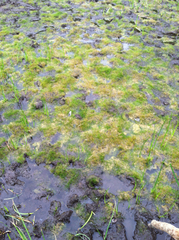 Eleocharis parvula