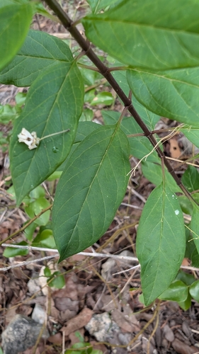 Image of Asclepias texana by (c) Mark McClelland, some rights reserved (CC BY)