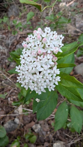 Image of Asclepias texana by (c) Mark McClelland, some rights reserved (CC BY)